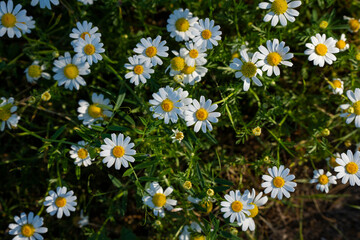 Fototapeta premium White daisies blooming in meadow from above