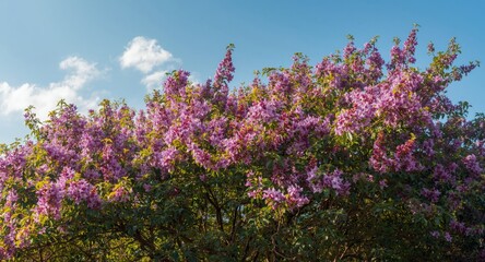 Obraz premium Nature's beauty with Lagerstroemia speciosa in full flower and dense foliage