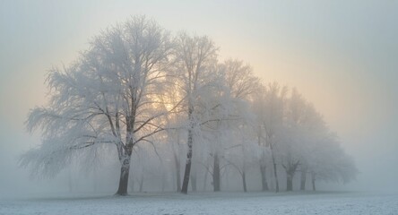 Fototapeta premium Misty fog envelops a majestic winter wonderland with enchanting snowy trees
