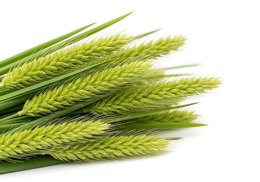 Natural Harvest Concept Design Asset With Negative Space