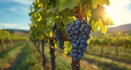 Naklejka premium Vineyard scene showing mature syrah grapes with copyspace included