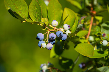 Ripening Blueberries on Bush with Green Background