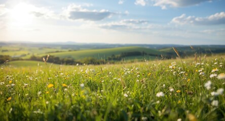 Summer fields in the countryside depicting lush vegetation and seasonal mood