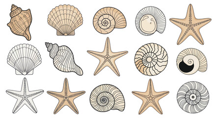 Collection of Hand-Drawn Seashells and Starfish Illustrations © siti