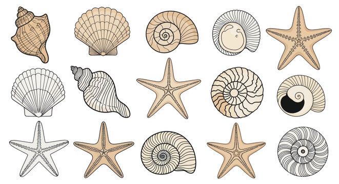 Collection of Hand-Drawn Seashells and Starfish Illustrations