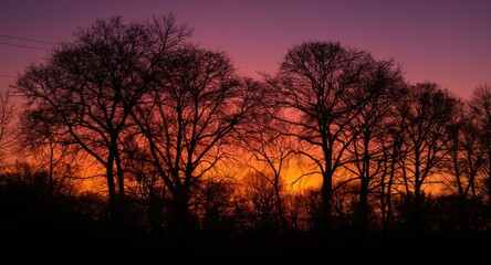 Silhouetted trees against a glowing sunset sky illustrating peaceful nature at dusk