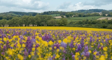 Fototapeta premium Wide springtime country fields of rapeseed flowers with tree clusters and hills