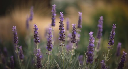Focused shot of Lavandula angustifolia flower spikes growing in a garden plot
