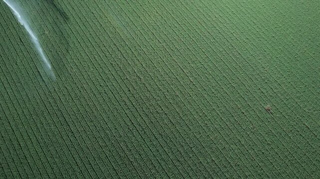 Irrigated alfalfa field Medicago sativa in the Po Valley, northern Italy, showing dense crop rows and sprinkler water input for drought adaptation and climate resilience