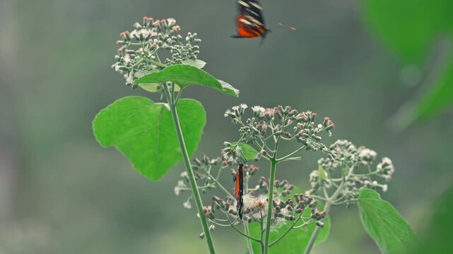 Tiger Longwing butterfly (Heliconius hecale) perched on wildflower, then gracefully flying out of frame. Bokeh background, macro close up