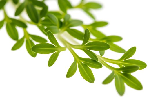 Vibrant Garden Cress Leaves For Culinary Overlay Design