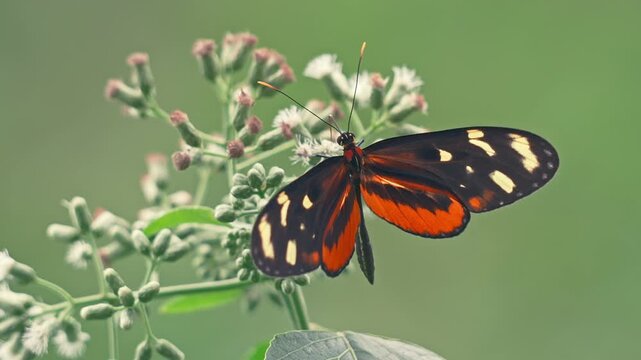 Beautiful Tiger Longwing butterfly perched on wildflower, gently opening and closing wings, Costa Rica