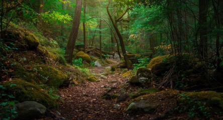 Obraz premium Trail in the forest featuring moss laden stones and natural surroundings