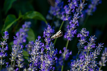 Obraz premium Several butterflies feeding on blooming lavender flowers in a garden during summer.