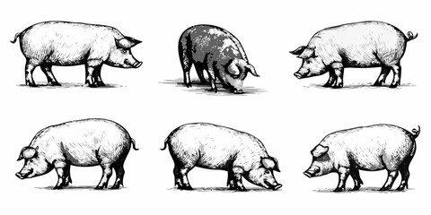 Vintage engraving of six domestic pigs in various poses © Smritykona