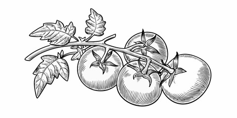 A vintage style illustration of a tomato branch with ripening fruit © Smritykona