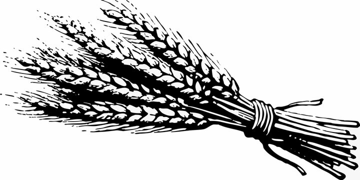 A bundle of wheat stalks tied together in a black and white sketch