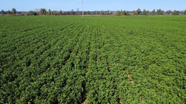 Aerial side tracking of lush green faba bean plantation in spring, sustainable farming.