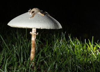 Poisonous mushroom after dark on the lawn
