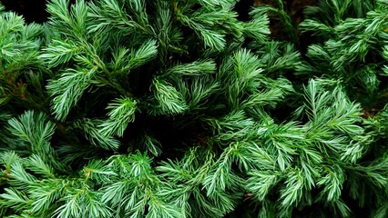 Fototapeta premium Close up of fresh green foliage with dense leaves forming natural textured background. Lush evergreen plant detail representing freshness, growth, and environmental concept.