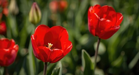 Obraz premium Zoomed in look at radiant red tulips in bloom with a soft focus green garden behind