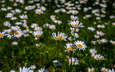 Lots of white daisy flowers, with yellow cores on a green background. The flowers grow thickly, creating a bright and colorful appearance.