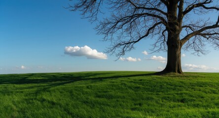 Obraz premium Calm spring setting highlighting dark tree shadow across green lawn