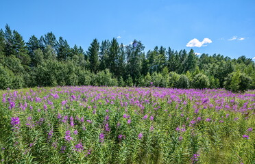 Obraz premium a field with purple Willow-tea flowers and green plants. In the background there is a forest and a blue sky with clouds.
