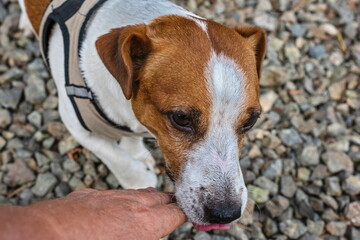 The dog is a Jack Russell Terrier breed with white fur and brown spots on the head and tail. The dog is standing on the asphalt