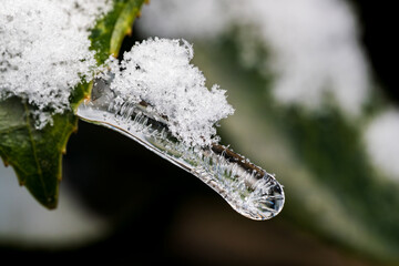 雪椿の葉から伸びるつららと積雪、真冬の朝の光景 / Icicle growing from Camellia rusticana leaf with snow in winter
