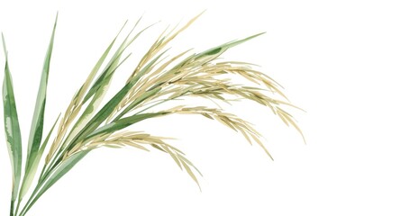 Fototapeta premium Rice plant in watercolor showing intricate leaves and grains on plain white backdrop