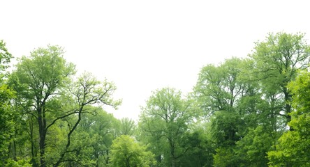 Fototapeta premium Summer woods in green silhouettes on a white background with alpha masking for digital artwork