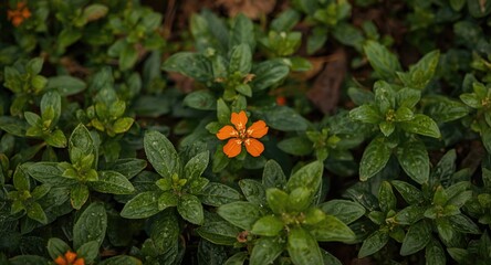 Orange crossandra flowers flourishing amidst a bed of dense green leafy plants