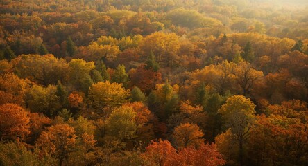 Grand forest landscape in vivid fall colors warmed by pleasant sunlight