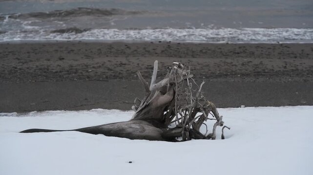 波打ち際の雪原と流木