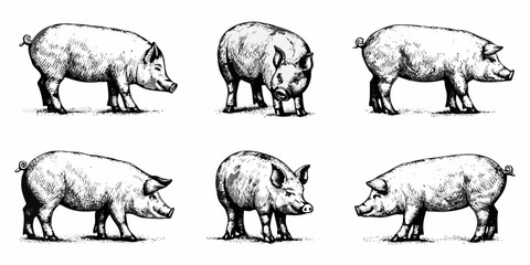 Fototapeta premium Vintage illustration of six pigs in various poses and perspectives