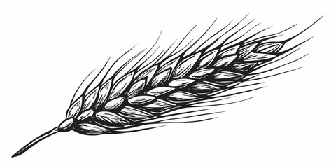 Detailed ink sketch of a single wheat stalk with golden kernels © Shuvra Majumder