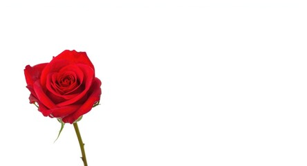 vivid red rose isolated on bright white background suitable for copy space