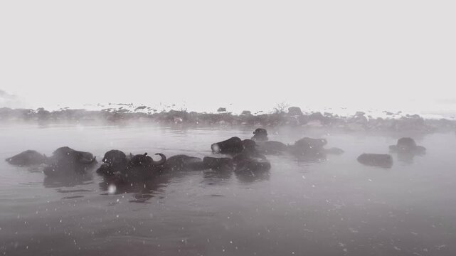 Wide view of buffalo resting in a steaming natural hot spring surrounded by snow. Mist rising over calm water creates a dramatic winter landscape and rural atmosphere.