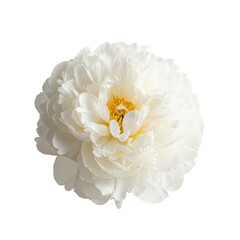 A detailed macro close-up of a perfect creamy off-white peony flower featuring lush ruffled petals and glowing golden stamens, isolated against a transparent background, celebrating botanical beauty