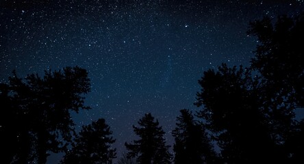 Fototapeta premium Dark tree outlines soar against a magnificent night sky glittering with bright stars