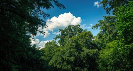 Bright summer afternoon in a park surrounded by dense foliage and clear sky