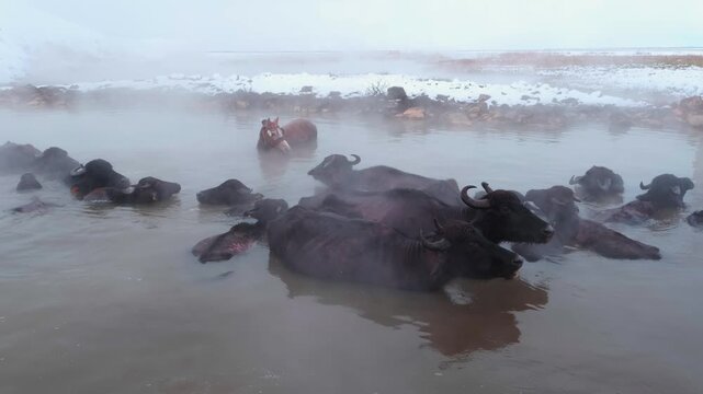 Wide view of buffalo resting in a steaming natural hot spring surrounded by snow. Mist rising over calm water creates a dramatic winter landscape and rural atmosphere.
