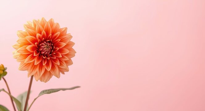 Copy space included in spring floral design with orange dahlia frame on pink background