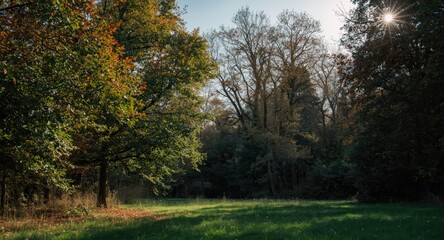 Fototapeta premium Sun-soaked forest region exhibiting a palette of autumn leaves and dense green foliage in open parkland
