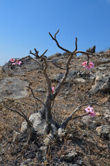 Flowering bottle tree. Salalah. Oman