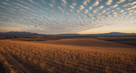 Fototapeta premium Balanced farmland perspective with golden cultivated fields and distant peaks beneath a calm cloud pattern at dusk