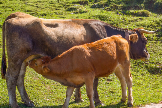 ternero amamantando de la vaca en los lagos de Covadonga, Asturias, Espa&ntilde;a.