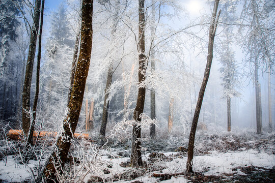 Frost covered trees in a winter forest, Bellikon, Baden, Aargau, Switzerland