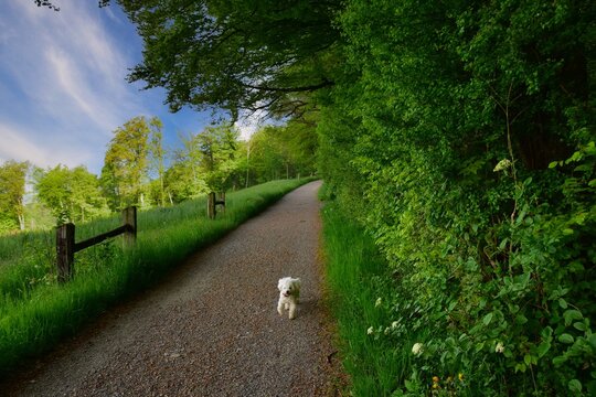 White Bichon Frise dog running along a footpath by a forest, Oberrohrdorf, Baden, Aargau,  Switzerland